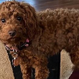 Lexie - Cockapoo
