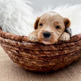 Parker - Apricot male Cavapoo puppy in Statesville, North Carolina from Doodle Babies