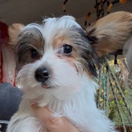 Teal - Parti male Yorkshire Terrier puppy in South Lake Tahoe, California from Sierra Nevada Yorkies