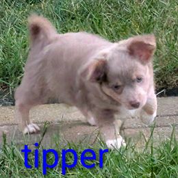 Chihuahua puppies from Goodlen Pups
