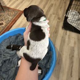 Green boy - White and liver male German Shorthaired Pointer puppy in Escalon, California from Valley Pointers