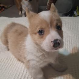 Blue Eyed Matilda - Red female Pembroke Welsh Corgi puppy in Gaffney, South Carolina from Battlefield Kennels