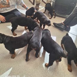 German Shepherd and Rottweiler Puppies from Von Der Hügelspitze