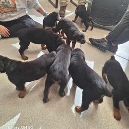 German Shepherd and Rottweiler Puppies from Von Der Hügelspitze
