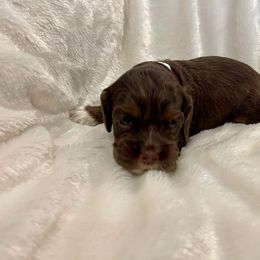 Cocker Spaniel Puppies from Jennifer Dees