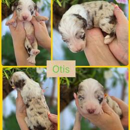 Otis - Merle male Goldendoodle puppy in Decatur, Tennessee from Diamond's Doodles