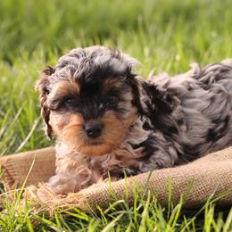 Orbit - Merle male Whoodle puppy in West Bend, Iowa from Blue Skies Terriers