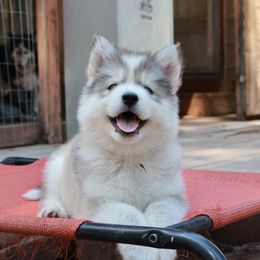 Siberian Husky Puppies from Hill Top Huskies