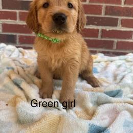 Dark green girl - Golden female Golden Retriever puppy in Buchanan, Georgia from Morgan’s Heart of Gold Retrievers