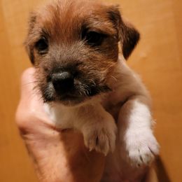 Buster - Tan and white male Jack Russell Terrier puppy in California from Kimberlite