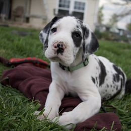 Great Dane Puppies from Cook’s Gentle Giants