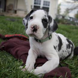 Great Dane Puppies from Cook’s Gentle Giants
