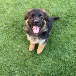 AKC Red Girl - Black and red female German Shepherd puppy in Bakersfield, California from Aguirre Farm