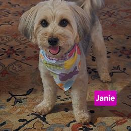Janie - Yorkipoo