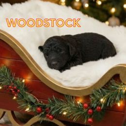 Woodstock - Black male Goldendoodle puppy in Sterling, Connecticut from Justine’s Retrievers and Doodles