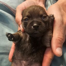 Pearl - Fawn brindled black female Chihuahua puppy in Bethlehem, Pennsylvania from Steel City Exotics
