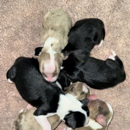 Boy 2 - Red merle Miniature Australian Shepherd puppy in Shingletown, California from Whiskeytown Aussies