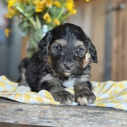 Orange - Phantom female Bernedoodle puppy in Lancaster, Minnesota from Richardville Hunde