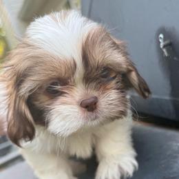 Beau - Liver and white male Shih Tzu puppy in Covington, Georgia from Top Hats 2  Shih Tzu’s