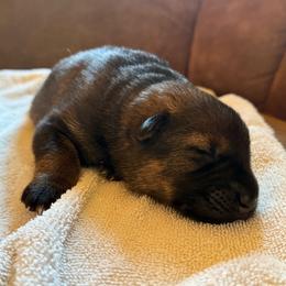 Alaska - Sable female German Shepherd puppy in Pittsburg, New Hampshire from Vom Grenze Stadt German Shepherd Dogs