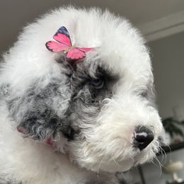 Girl Aqua - Merle Sheepadoodle puppy in Chicago, Illinois from Chicago Sheepadoodles