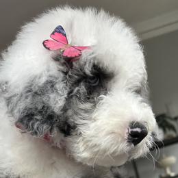 Girl Aqua - Merle Sheepadoodle puppy in Chicago, Illinois from Chicago Sheepadoodles