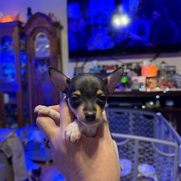 Pup C - White black and tan male Toy Fox Terrier puppy in Clermont, Florida from Debbie Hiles's Toy Fox Terriers