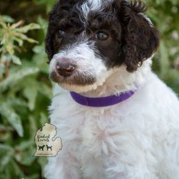 Poodle Puppies from Kindred Kennels