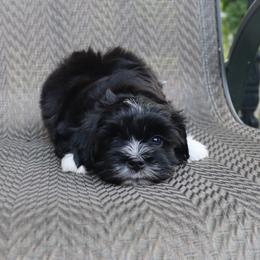 Haviland - Black female Havanese puppy in Hamptonville, North Carolina from Alabama Havanese Kennel Tidewater Kennel