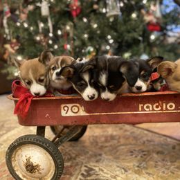 Pembroke Welsh Corgi Puppies from Harris Farms