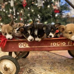 Pembroke Welsh Corgi Puppies from Harris Farms