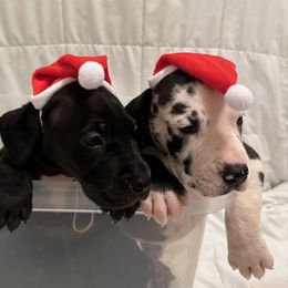 Great Dane Puppies from Bright Danes of Texas