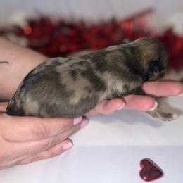 Chihuahua Puppies from Dog Bones N Harmony