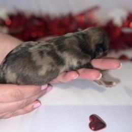 Chihuahua Puppies from Dog Bones N Harmony