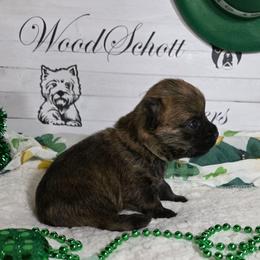 Mr Orange(White) - Red brindle male Cairn Terrier puppy in Savannah, Missouri from WoodSchott Cairn Terriers