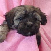 Havana Silk Dog Puppies from BellaLuz Havana Silk Dogs