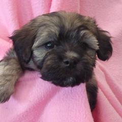 Havana Silk Dog Puppies from BellaLuz Havana Silk Dogs