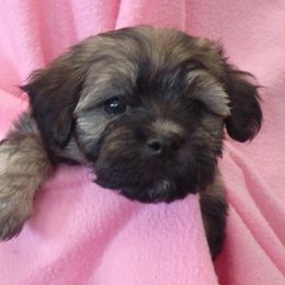 Havana Silk Dog Puppies from BellaLuz Havana Silk Dogs