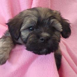 Havana Silk Dog Puppies from BellaLuz Havana Silk Dogs