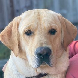 Labrador Retrievers from Huckleberries