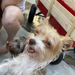 Addie - Yorkshire Terrier