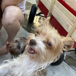 Addie - Yorkshire Terrier