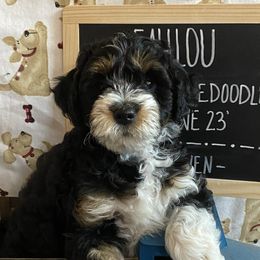 Leah lou - Tri-color Bernedoodle puppy in Paw Paw, Michigan from Ockerdoodle Puppies