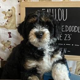 Leah lou - Tri-color Bernedoodle puppy in Paw Paw, Michigan from Ockerdoodle Puppies