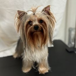 Winston - Yorkshire Terrier