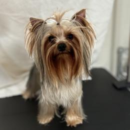 Winston - Yorkshire Terrier