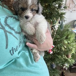 Aussiedoodle and Goldendoodle Puppies from Saddle Hill Farms