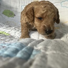 Goldendoodle Puppies from Cassie Farms