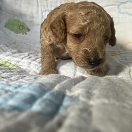 Goldendoodle Puppies from Cassie Farms