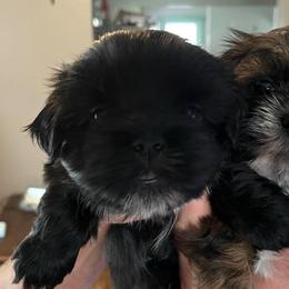 Apollo - Black male Shih Tzu puppy in Reading, Michigan from You Little Shih-tzu’s 😊